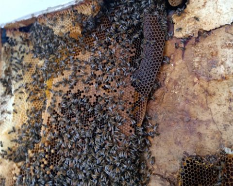 Removing a Honey Bee Colony - Filberts of Dorset