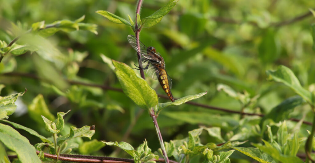 Broad-Bodied Chaser Dragonfly