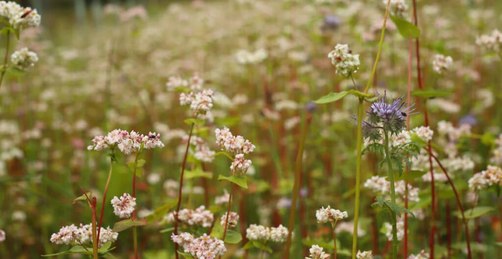 Buckwheat flowering at Twinways