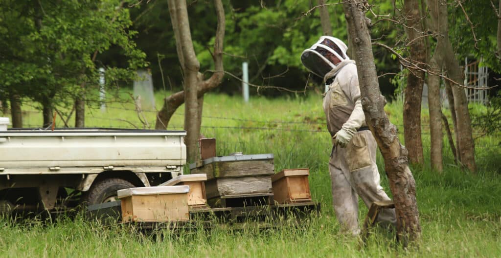 Mark Beekeeping at Twinways Orchard