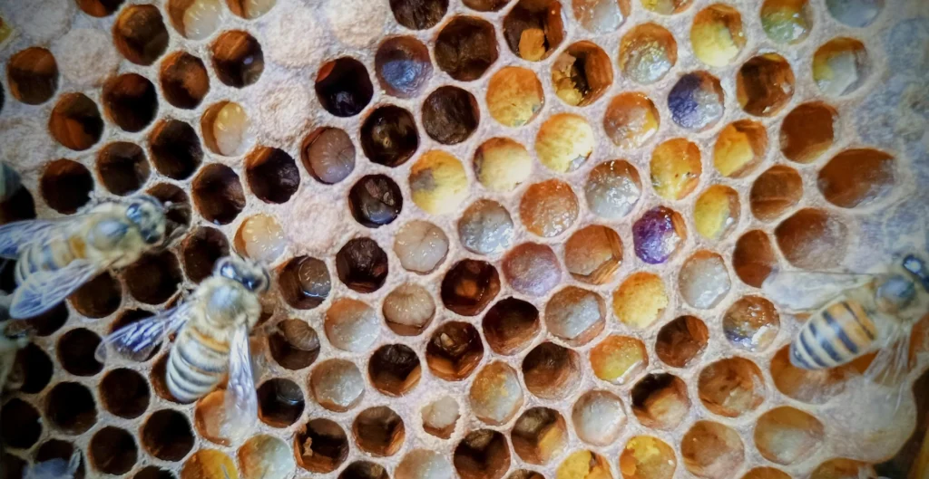 An array of pollen colours