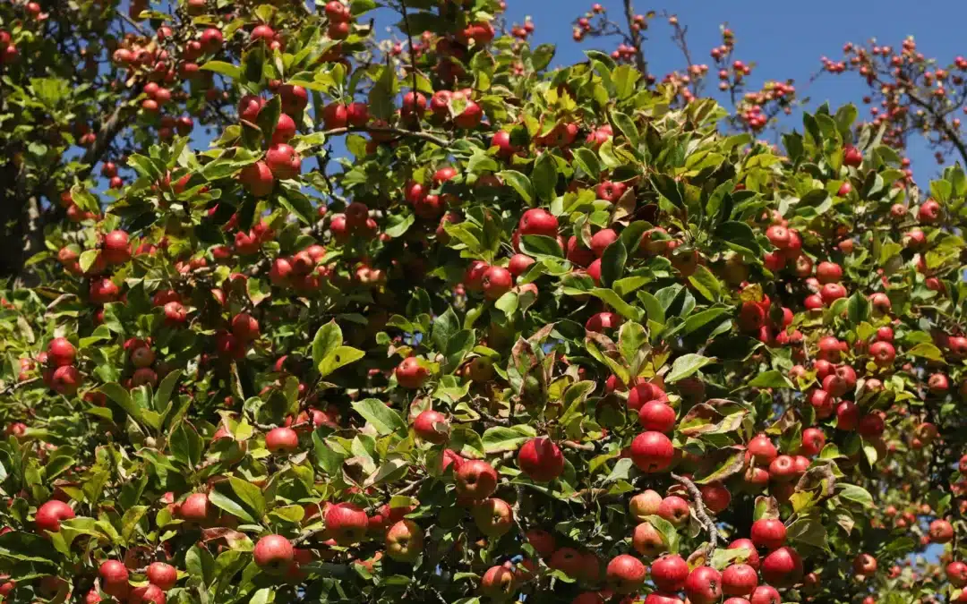 Apples on the tree