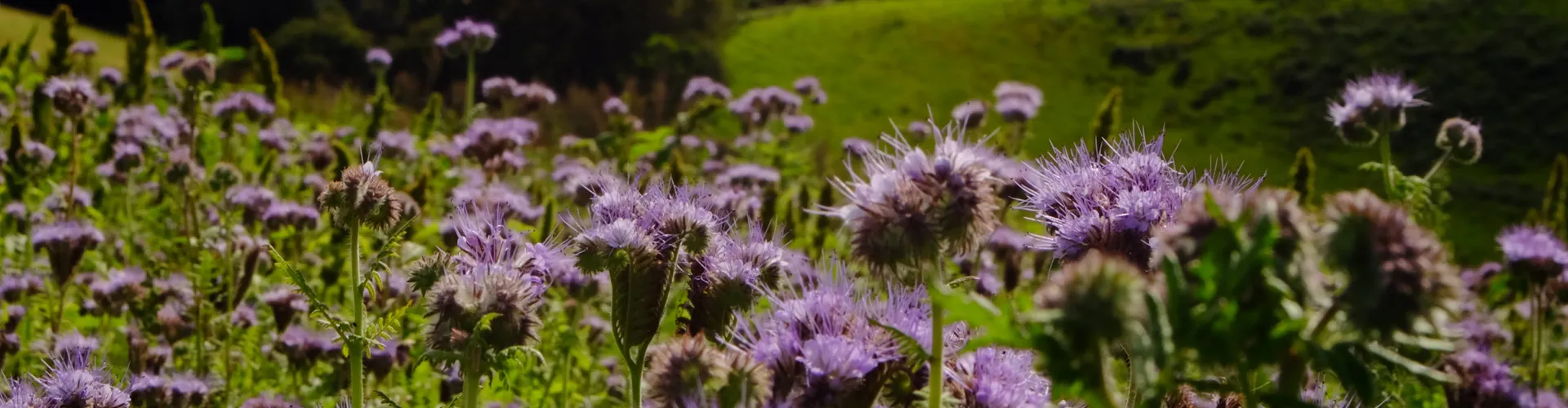 Phacelia flowering